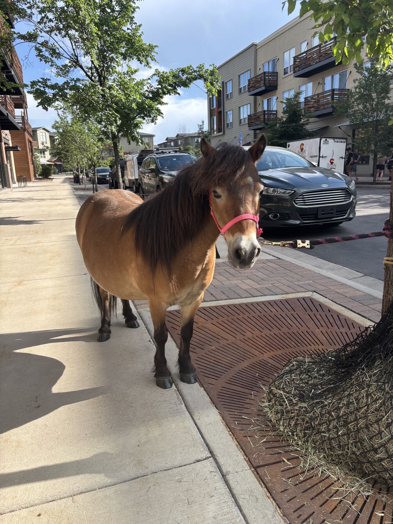 A pony visiting the block party